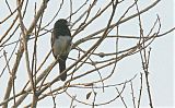 Cone-billed Tanager